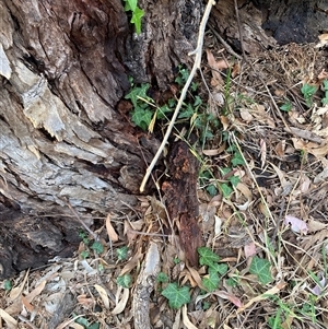 Hedera sp. at Hackett, ACT - 11 Oct 2024