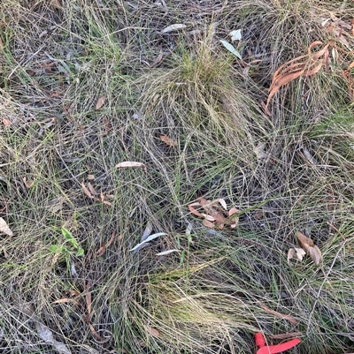 Nassella trichotoma (Serrated Tussock) at Hackett, ACT - 11 Oct 2024 by waltraud