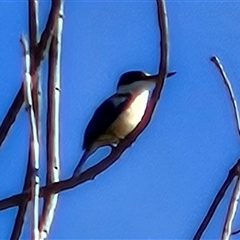 Todiramphus sanctus (Sacred Kingfisher) at Braidwood, NSW - 13 Oct 2024 by MatthewFrawley