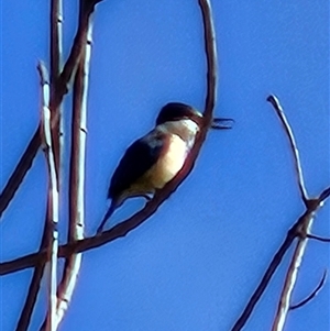 Todiramphus sanctus at Braidwood, NSW - 13 Oct 2024