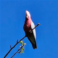 Eolophus roseicapilla (Galah) at Braidwood, NSW - 12 Oct 2024 by MatthewFrawley