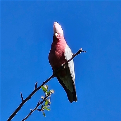 Eolophus roseicapilla (Galah) at Braidwood, NSW - 12 Oct 2024 by MatthewFrawley