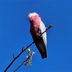 Eolophus roseicapilla at Braidwood, NSW - 13 Oct 2024 09:22 AM