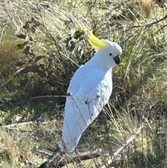 Cacatua galerita (Sulphur-crested Cockatoo) at Bungendore, NSW - 13 Oct 2024 by yellowboxwoodland