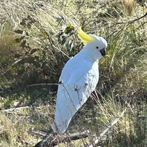 Cacatua galerita at Bungendore, NSW - 13 Oct 2024