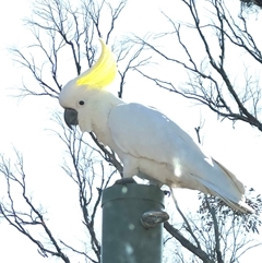 Cacatua galerita at Bungendore, NSW - 13 Oct 2024