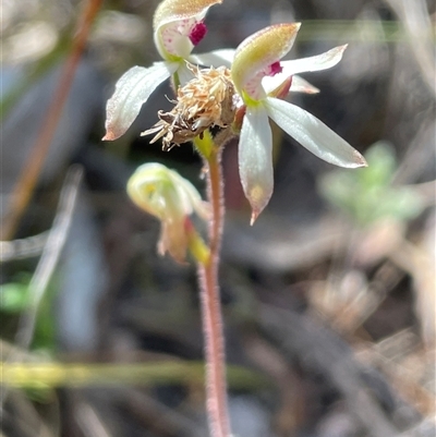 Caladenia cucullata (Lemon Caps) at Bruce, ACT - 12 Oct 2024 by Clarel