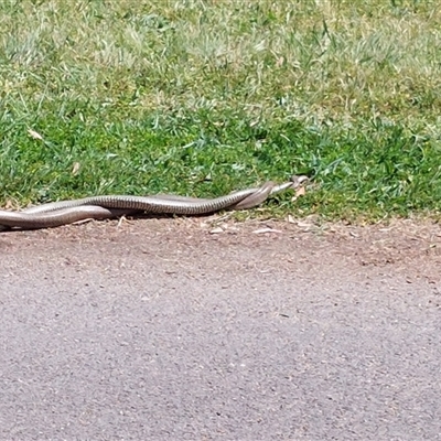 Pseudonaja textilis (Eastern Brown Snake) at Lawson, ACT - 12 Oct 2024 by DrivingAnalytical