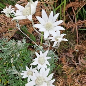 Actinotus helianthi at Evans Head, NSW by AliClaw