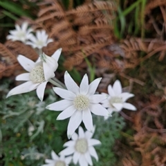 Actinotus helianthi at Evans Head, NSW - suppressed