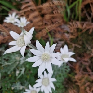 Actinotus helianthi at Evans Head, NSW - suppressed