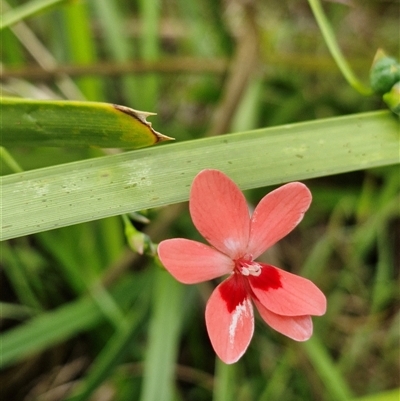 Unverified Other Shrub at Evans Head, NSW - 13 Oct 2024 by AliClaw