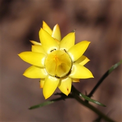 Xerochrysum viscosum (Sticky Everlasting) at Indigo Valley, VIC - 1 Oct 2024 by ConBoekel