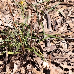 Xerochrysum viscosum at Indigo Valley, VIC - 1 Oct 2024