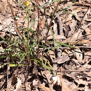 Xerochrysum viscosum at Indigo Valley, VIC - 1 Oct 2024