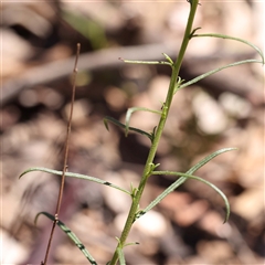 Xerochrysum viscosum at Indigo Valley, VIC - 1 Oct 2024