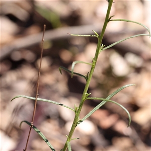 Xerochrysum viscosum at Indigo Valley, VIC - 1 Oct 2024