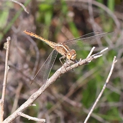 Unidentified Dragonfly (Anisoptera) at Indigo Valley, VIC - 1 Oct 2024 by ConBoekel