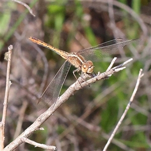 Diplacodes bipunctata at Indigo Valley, VIC - 1 Oct 2024