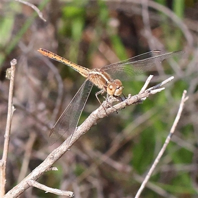 Diplacodes bipunctata (Wandering Percher) at Indigo Valley, VIC - 1 Oct 2024 by ConBoekel