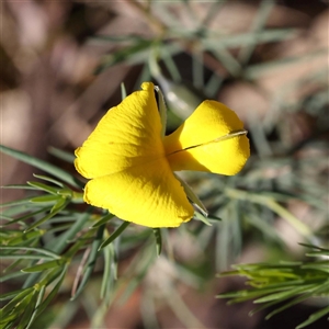 Gompholobium huegelii at Indigo Valley, VIC - 1 Oct 2024