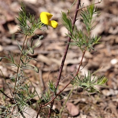 Gompholobium huegelii at Indigo Valley, VIC - 1 Oct 2024