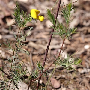 Gompholobium huegelii at Indigo Valley, VIC - 1 Oct 2024