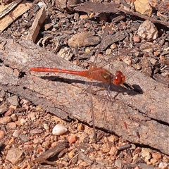 Diplacodes bipunctata (Wandering Percher) at Indigo Valley, VIC - 1 Oct 2024 by ConBoekel