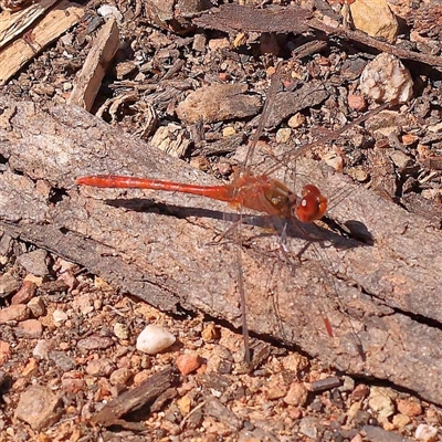 Unidentified Dragonfly (Anisoptera) at Indigo Valley, VIC - 1 Oct 2024 by ConBoekel