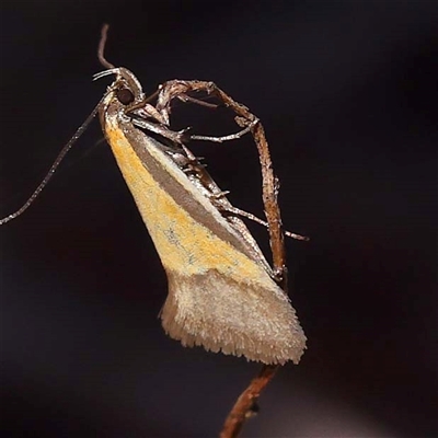 Philobota arabella (Concealer moth) at Indigo Valley, VIC - 1 Oct 2024 by ConBoekel