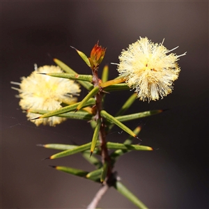 Acacia ulicifolia at Indigo Valley, VIC - 1 Oct 2024