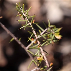 Acacia ulicifolia at Indigo Valley, VIC - 1 Oct 2024