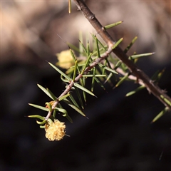 Acacia ulicifolia at Indigo Valley, VIC - 1 Oct 2024