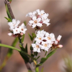 Leucopogon virgatus (Common Beard-heath) at Indigo Valley, VIC - 1 Oct 2024 by ConBoekel