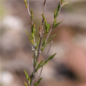 Leucopogon virgatus at Indigo Valley, VIC - 1 Oct 2024