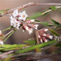 Leucopogon virgatus at Indigo Valley, VIC - 1 Oct 2024