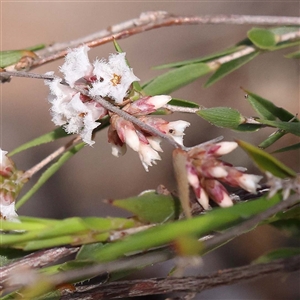 Leucopogon virgatus at Indigo Valley, VIC - 1 Oct 2024