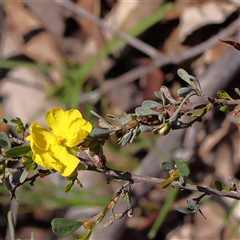 Hibbertia obtusifolia (Grey Guinea-flower) at Indigo Valley, VIC - 1 Oct 2024 by ConBoekel