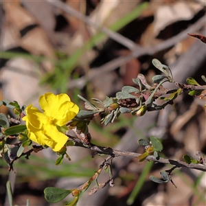 Hibbertia obtusifolia at Indigo Valley, VIC - 1 Oct 2024 02:07 PM