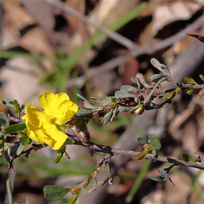 Hibbertia obtusifolia (Grey Guinea-flower) at Indigo Valley, VIC - 1 Oct 2024 by ConBoekel