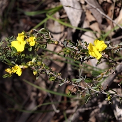 Hibbertia obtusifolia at Indigo Valley, VIC - 1 Oct 2024