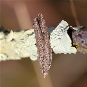 Tortricidae (family) at Indigo Valley, VIC by ConBoekel