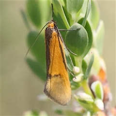 Philobota undescribed species near arabella at Indigo Valley, VIC - 1 Oct 2024 by ConBoekel