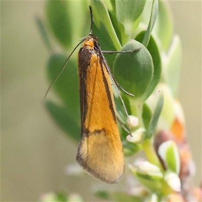 Philobota undescribed species near arabella (A concealer moth) at Indigo Valley, VIC - 1 Oct 2024 by ConBoekel