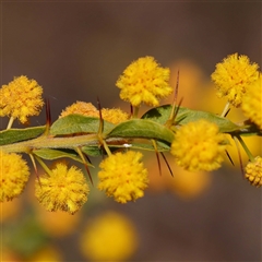 Acacia paradoxa (Kangaroo Thorn) at Chiltern, VIC - 1 Oct 2024 by ConBoekel