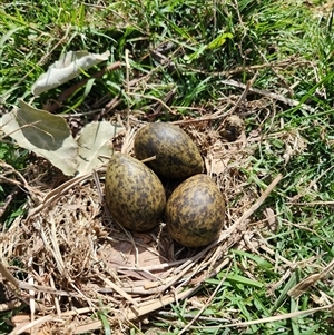 Vanellus miles at Uriarra Village, ACT - suppressed