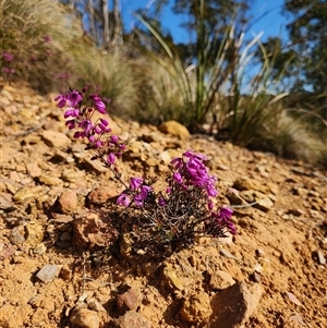 Tetratheca bauerifolia at Uriarra Village, ACT - 28 Sep 2024