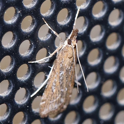 Eudonia cleodoralis (A Crambid moth) at Turner, ACT - 10 Oct 2024 by ConBoekel