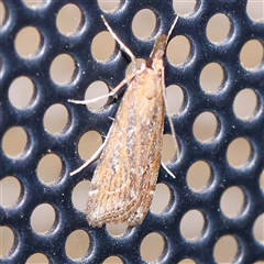 Eudonia cleodoralis at Turner, ACT - 10 Oct 2024