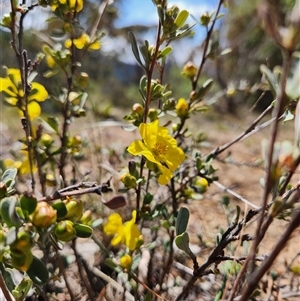 Hibbertia obtusifolia at Uriarra Village, ACT - 29 Sep 2024 01:18 PM